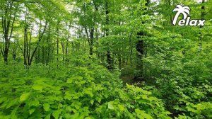 Nature Sounds of the Spring Forest - Relaxing Birdsong 8 hours