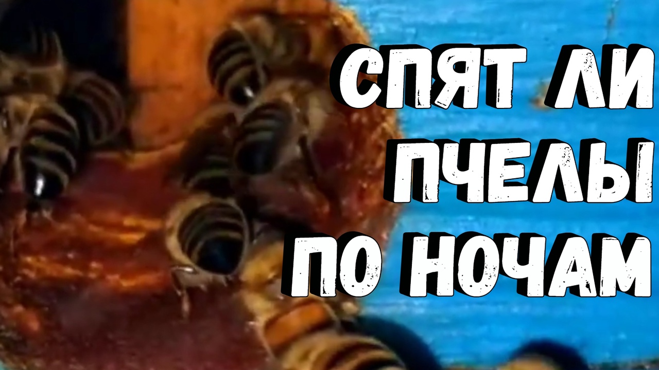 Спят ли пчёлы по ночам