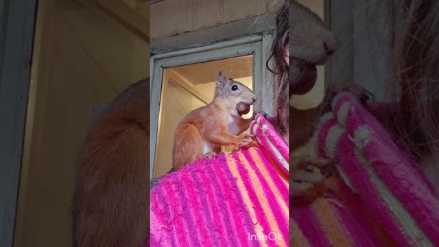 Белочка Сёмочка воспитывает хозяйку. Разговор прямо в ухо