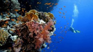 Незабываемый отдых в Египте