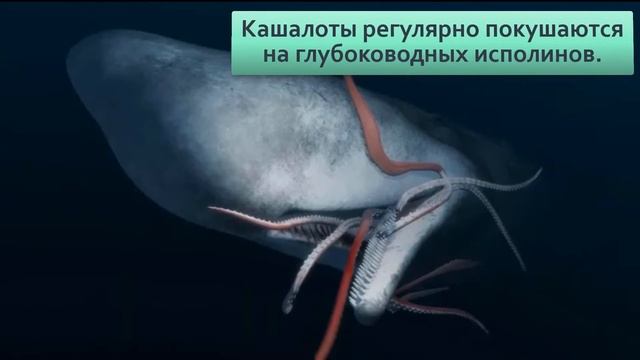 Гигантский кальмар Правда о монстрах из глубин смотреть онлайн