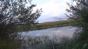 Поведение подсадной утки на  осенней охоте / Молодая Тульская подсадная 2022