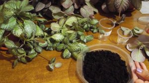 Укоренение усов эписций в кокосовом субстрате