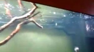 Движение воды в JUWEL RIO125