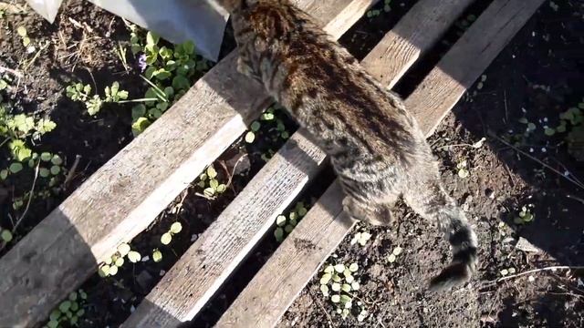 поведение котов в дикой среде обитания