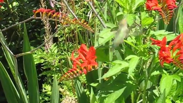Female Anna's Hummingbird working Crocosmia 'Lucifer' смотреть онлайн