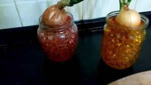 97 - что сделать с проросшим луком - what to do with sprouted onions?