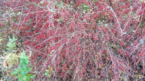 Четыре способа размножения барбариса обыкновенного