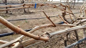 Виноград в теплице Весна 2018 Распускание почек на винограде Преображение Ливия Велес