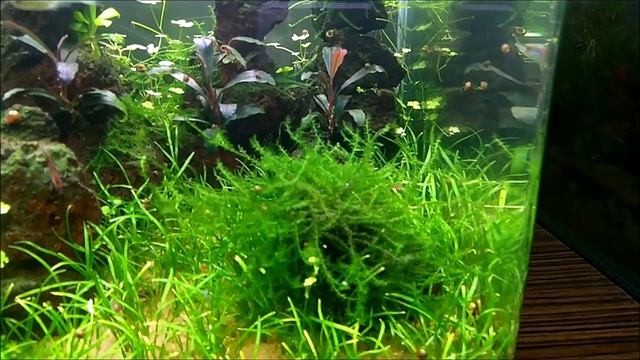 #Dennerle_Nano_20L аквариум на земле. Девять месяцев после запуска. смотреть онлайн