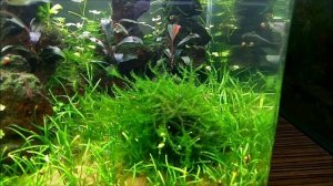 #Dennerle_Nano_20L аквариум на земле. Девять месяцев после запуска.
