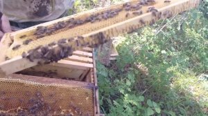 Вывозим пчёл на эспарцет. Первые результаты