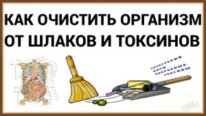 КАК ОЧИСТИТЬ ОРГАНИЗМ ОТ ШЛАКОВ И ТОКСИНОВ