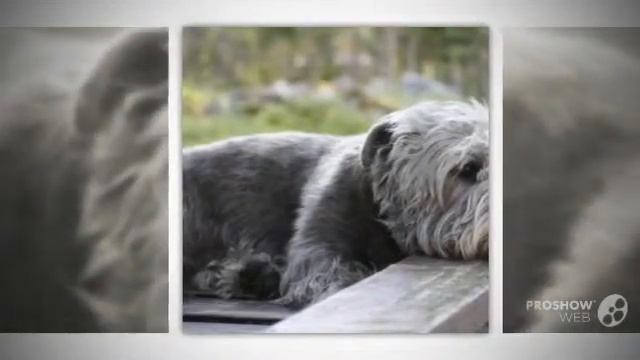 Irish Glen Imaal Terrier Dog breed смотреть онлайн