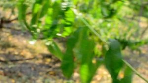 Инжирный Нектарин Концеттина /Concettina/  persikovod.com