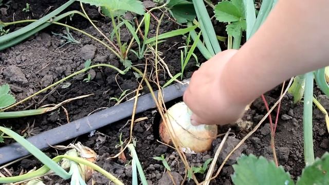 Дайте эти удобрения и лук завалит урожаем уже в июне. Чем подкормить лук - от посадки до урожая
