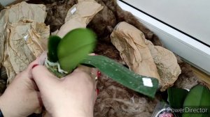 Орхидеи😍 сезон открыт💃супер орхидеи от Раджа  "Орхорай"