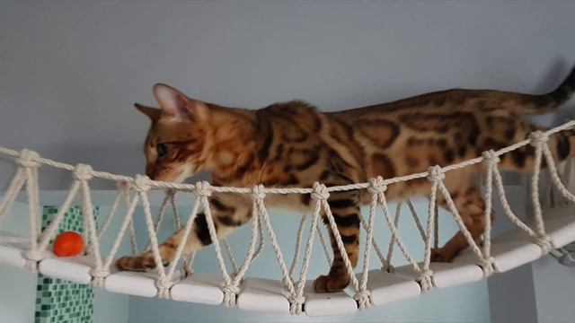 Настенный комплекс для котика Викингаот Мы Бобры
