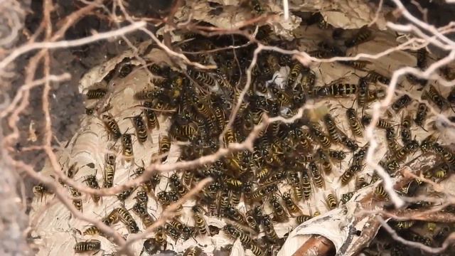 6. Экология от лесника. КЛИМАТ. Запутанная история. смотреть онлайн