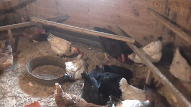 Куры:содержание зимой. смотреть онлайн