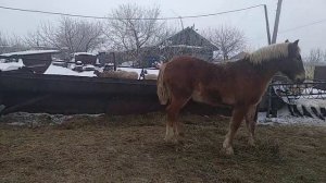 Русский тяжеловоз на продажу на племя