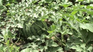 бахча август 2019 г