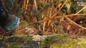 cat tv for cats to watch - Beautiful Birds and Squirrels in Canadian Forest.