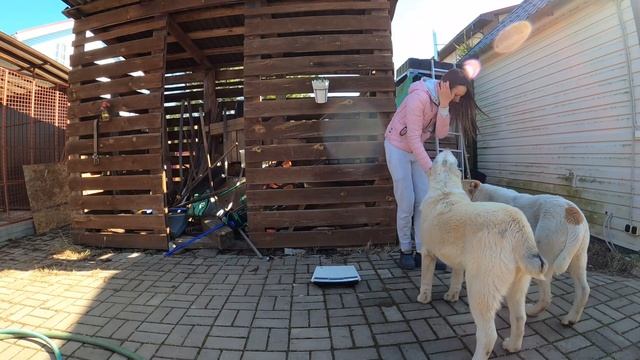 СКОЛЬКО весит АЛАБАЙ ? || Взвешиваем Щенков || Вес Алабая || Вес щенка смотреть онлайн