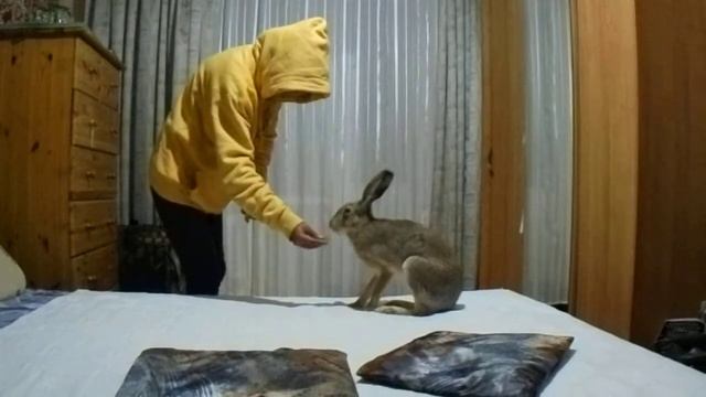 Домашний заяц, прыжки на спину смотреть онлайн