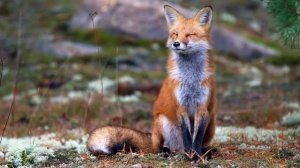 Как появились собаки ?? Узнаварики | Видео для детей