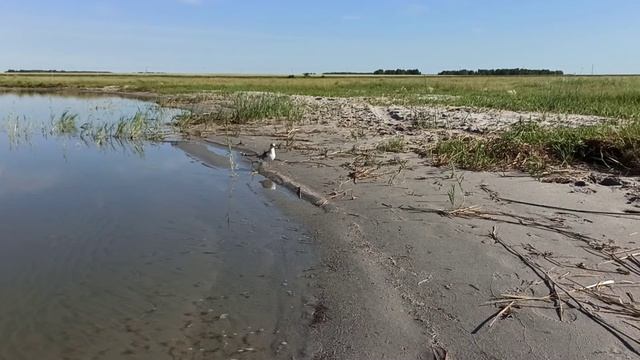 Чайка речная смотреть онлайн