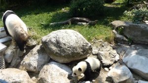 Зоопарк в Австрии. Zoo in Austria. Панда