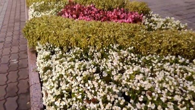 Холодовитривалі рослини Осінній квітник Осінні квіти Осінній сад Квіти осені назви Зразок клумби 13