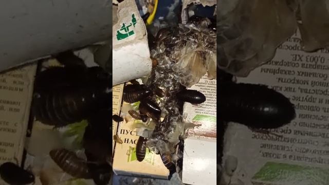 Мраморные тараканы едят шкуру змеи! смотреть онлайн