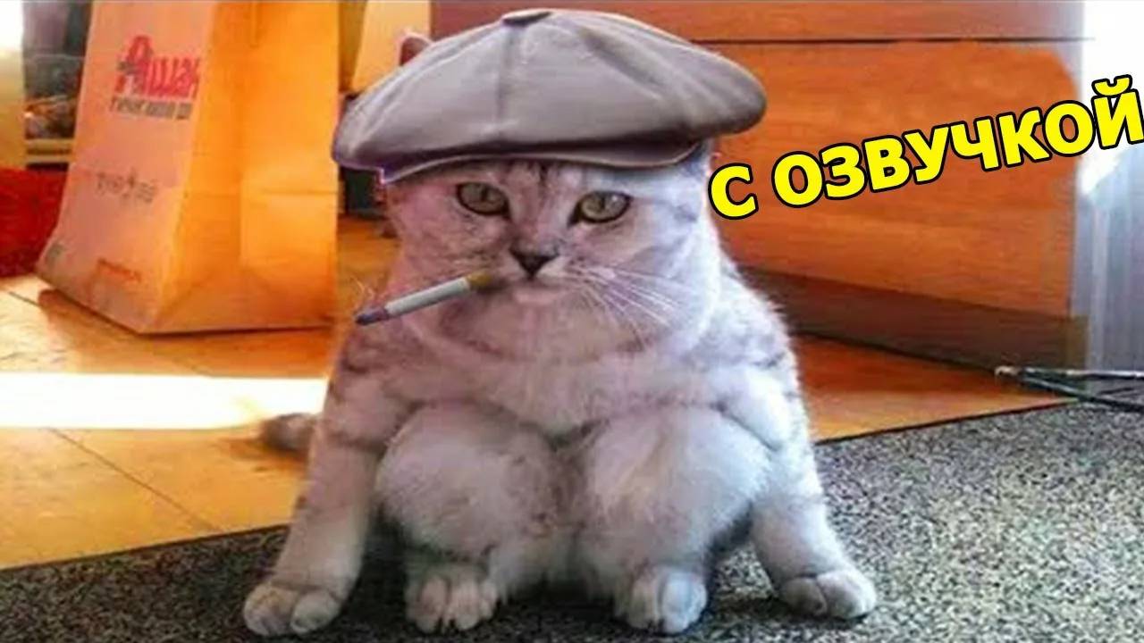 ПРИКОЛЫ С КОТАМИ - С ОЗВУЧКОЙ - Самые Смешные Животные - Смешное видео с котами!