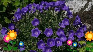 Колокольчик карпатский Blue Clips. Краткий обзор, описание характеристик