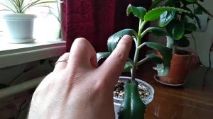 Каланхоэ. Цветение. Уход в домашних условиях.