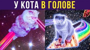 ЧТО ПРОИСХОДИТ У КОТА В ГОЛОВЕ ))) Приколы с котами| Мемозг 209