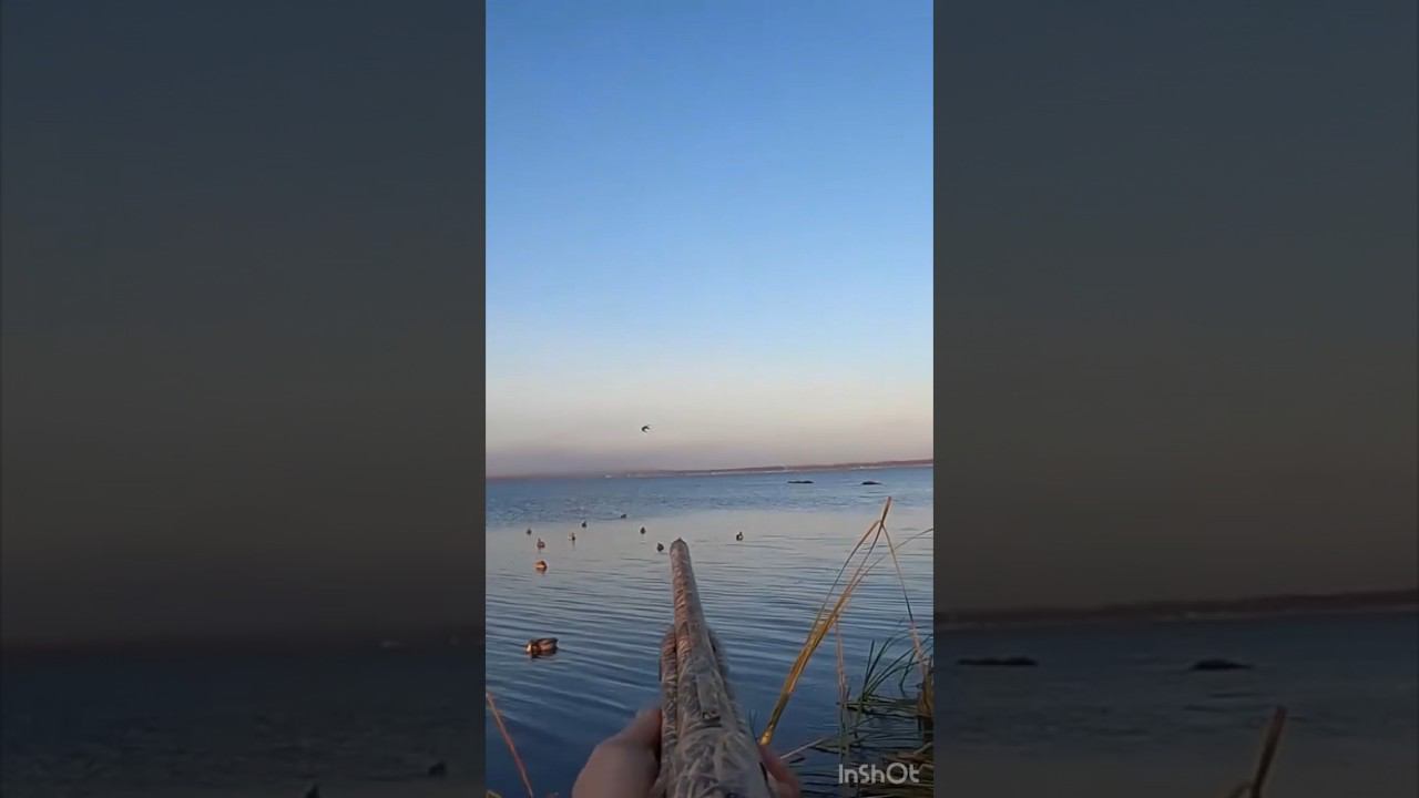 Вот так выстрел #охота #охотанауток #охотанагуся #shortvideo #maxhunter #весенняяохота