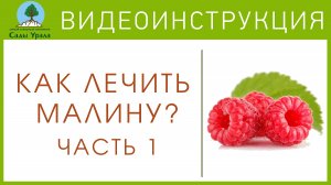 Малина. Борьба с пурпуровой пятнистостью. Часть 1: Как подготовить грядку под малину