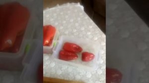 Կարմիր բիբար