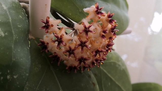 Цветение хой / hoya Erythrina/Erythrostemma/ и др. ? Цветение огромной хойи Аустралис (Australis) смотреть онлайн