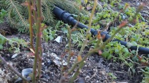 Розы Кордана Микс в саду? Осенняя обрезка и другие особенности ухода.