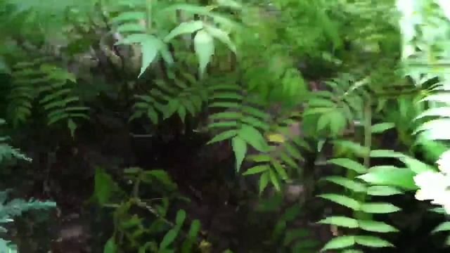 Sorbaria sorbifolia 'Sem' review, part 3 смотреть онлайн