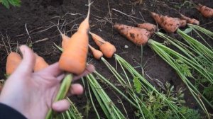 Какую морковь сажать. Твердая почва. Сорта моркови