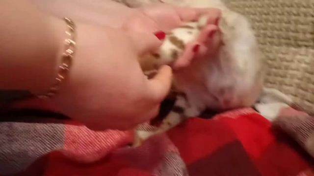 3 часть рассказа о бенгальской породе снежный барс смотреть онлайн