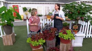 Roberta's 3-Piece Summer Berry Coral Bells on QVC