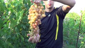 сорт винограда самба