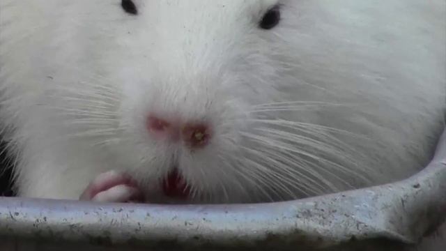 Барнаульский зоопарк! Ух ты:))) смотреть онлайн