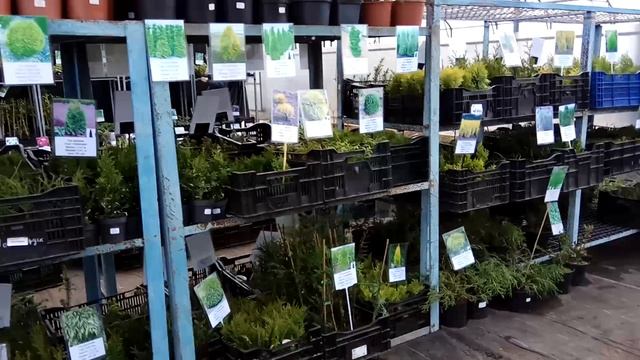 Выбор хвойных в Тимирязевском питомнике смотреть онлайн